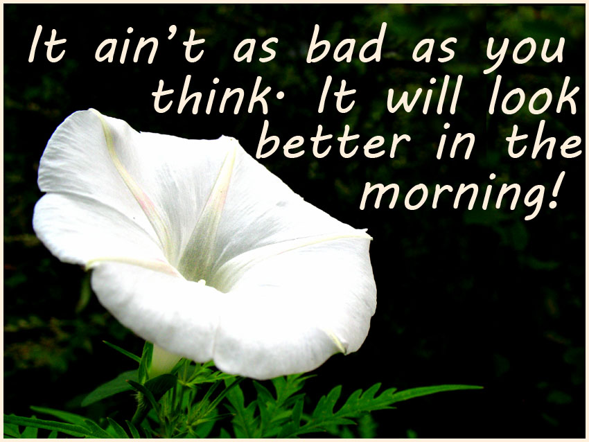 morning picturequote white flower