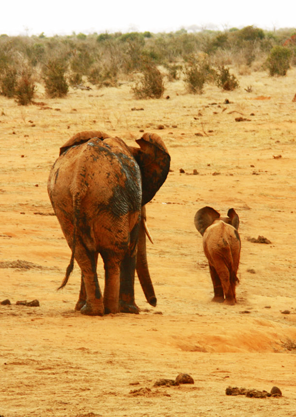 Mother and child elephant in Africa