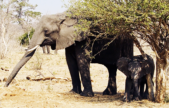 African elephant picture mother and baby