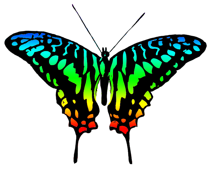 multicolored butterfly image