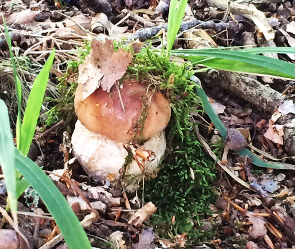 mushroom in the autumn forest