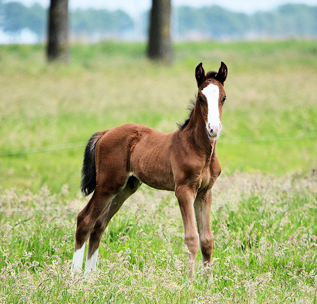 new born spring foal
