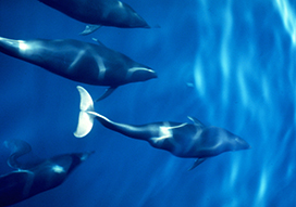 Northern Right whale dolphins