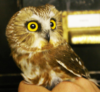 Northern Saw Whet owl