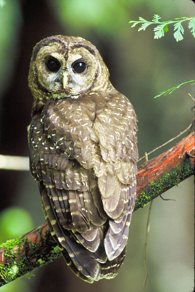 Northern spotted owl turning head