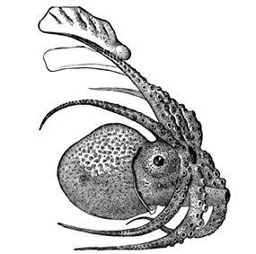 octopus clipart argonauta argo
