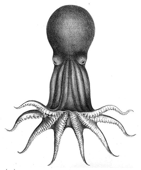 octopus-clipart-bentheledone-rotunda