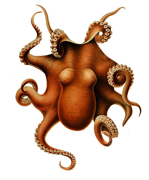 octopus-clipart-benthoctopus-levis