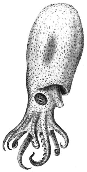 octopus-clipart-bolitaenid