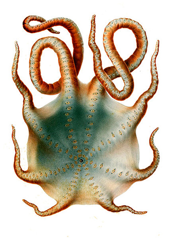 octopus-clipart-haliphron-atlanticus