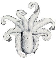octopus clip art drawing