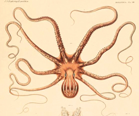 octopus clipart ornatus gould