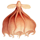 octopus facts small octopus