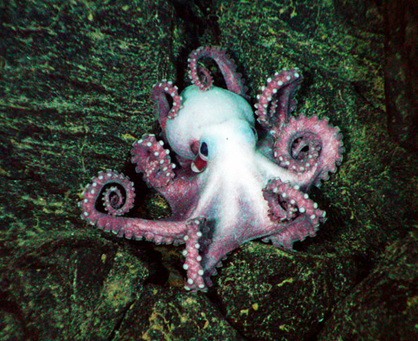 Octopus picture