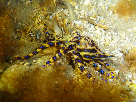 blue ringed octopus picture