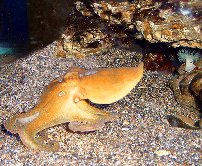 california two spot octopus picture
