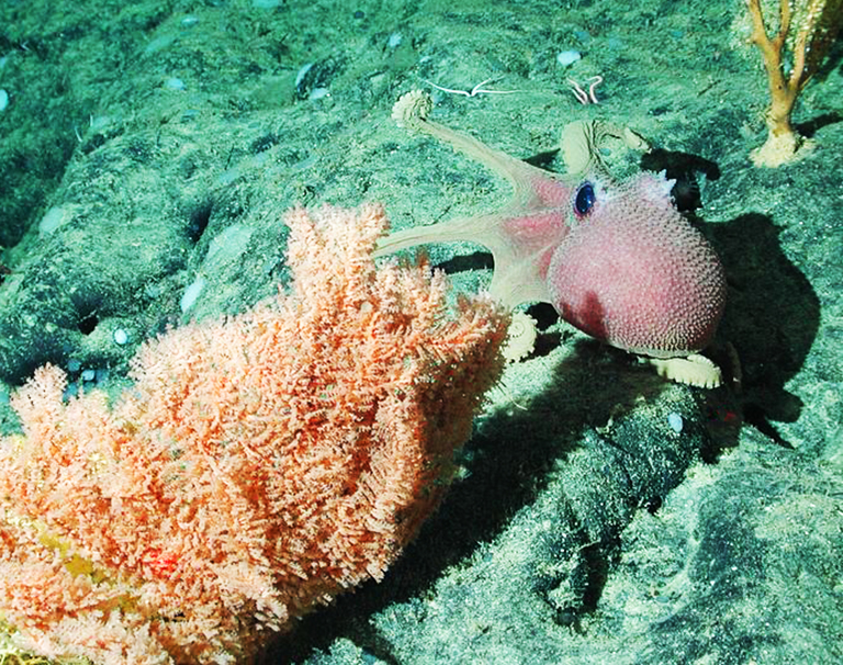octopus graneledone picture