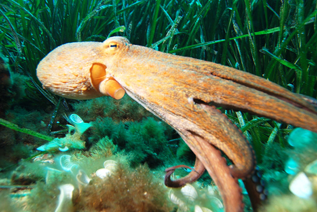 octopus vulgaris pictures