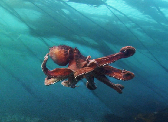 octopus swimming