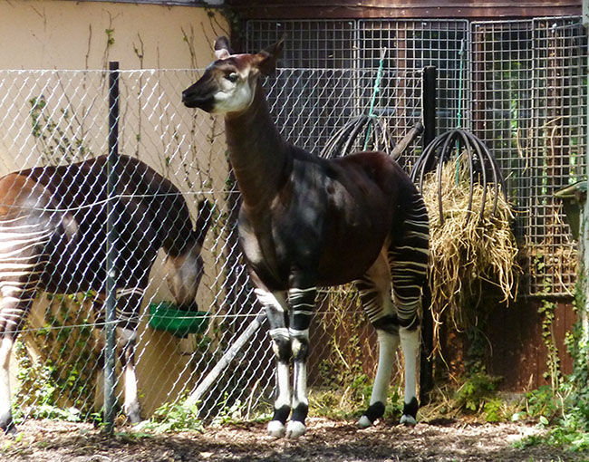 forest giraffe okapi