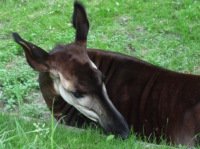 Head of okapi eating grass