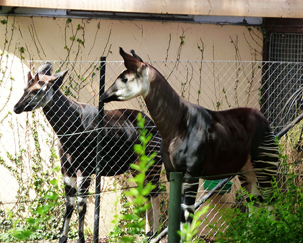 Okapi pictures from zoo