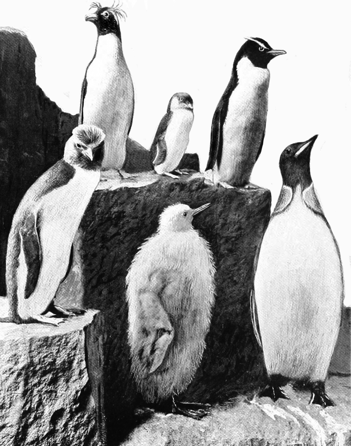 penguins drawing of different kinds of penguins