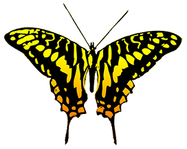 yellow butterfly image