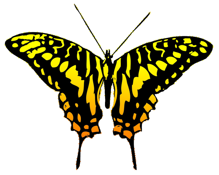 orange and black butterfly clipart