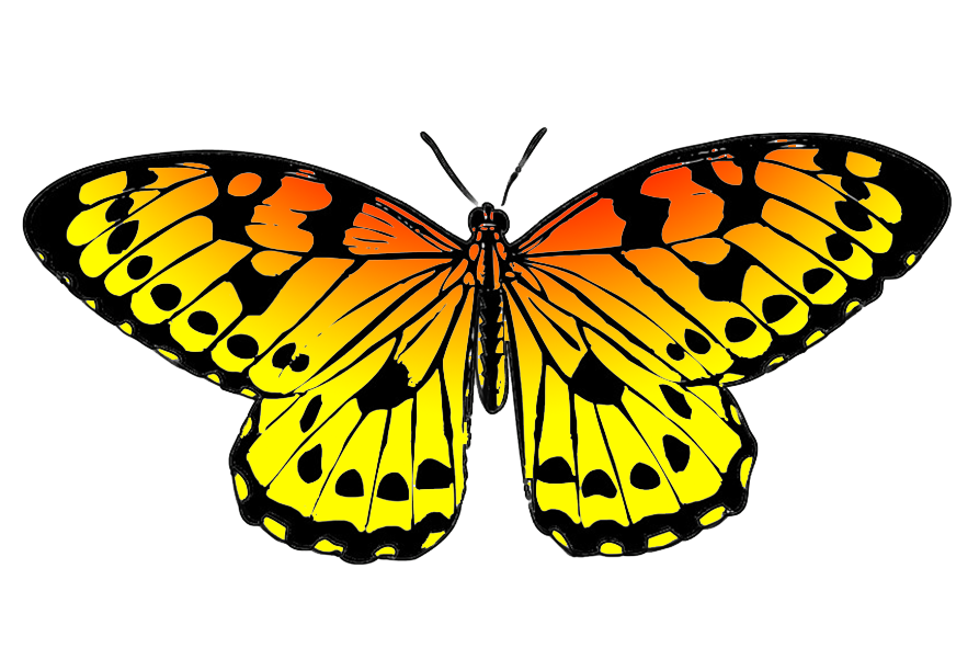 black and orange drawing of butterfly