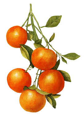 orange branch with fruit