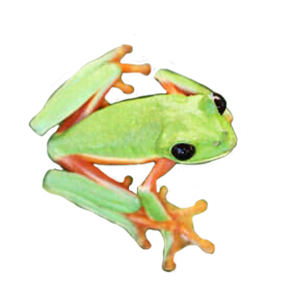 green and orange frog clipart