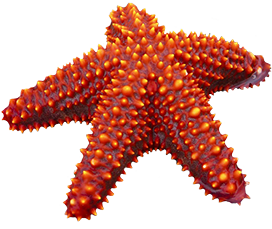 orange starfish clipart