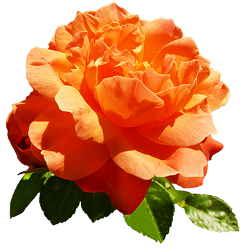 orange rose for Valentine's Day
