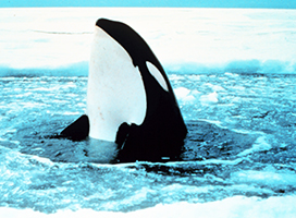 Orca in ice