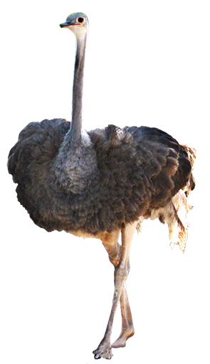 ostrich clip art
