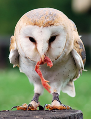 Owl pictures owl eating