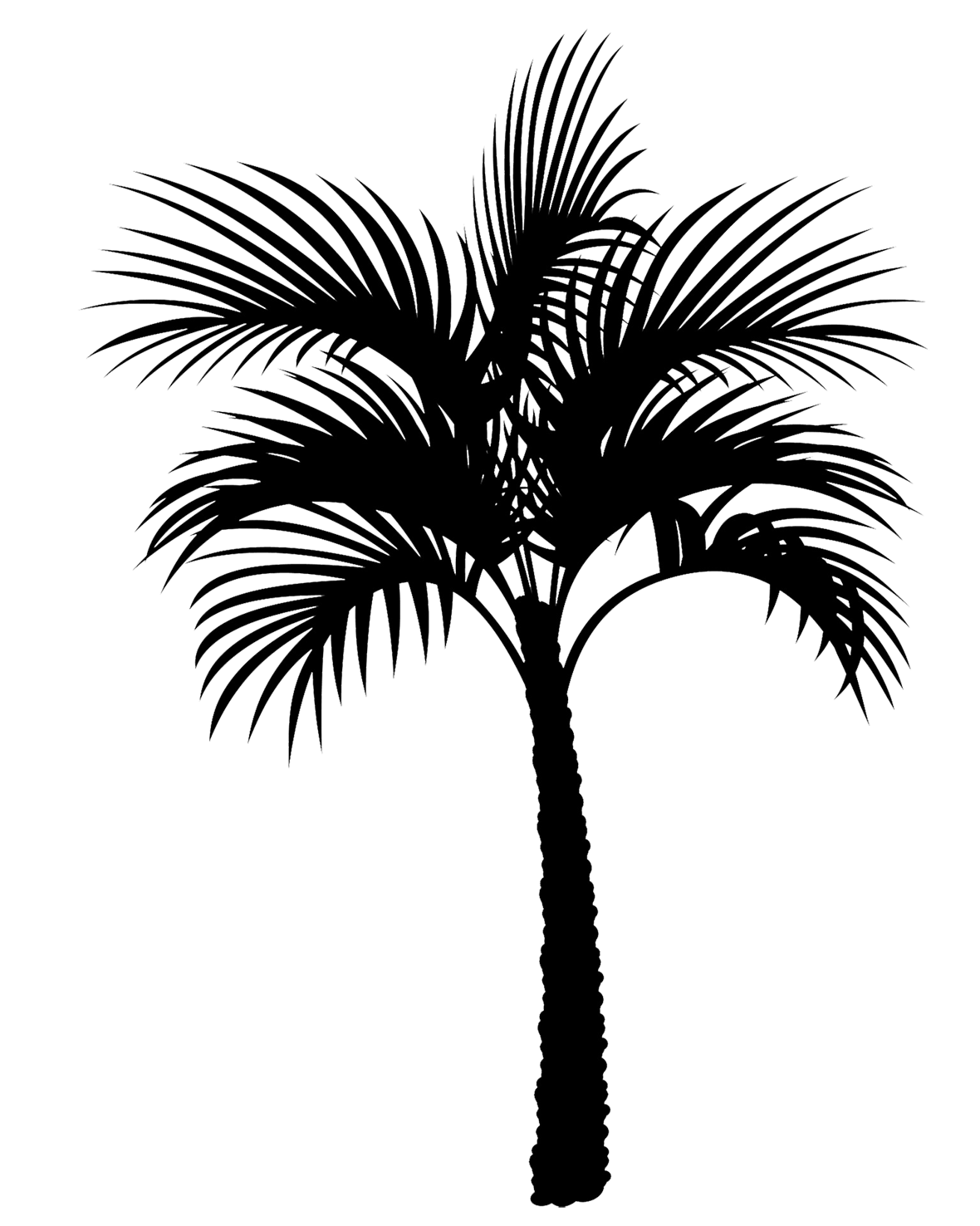 palm tree silhouette black