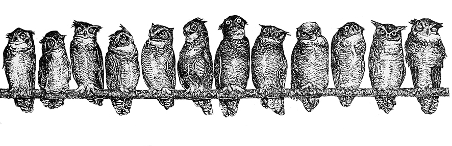 parliment of owls