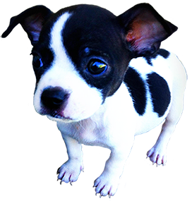 Parson Russel Terrier