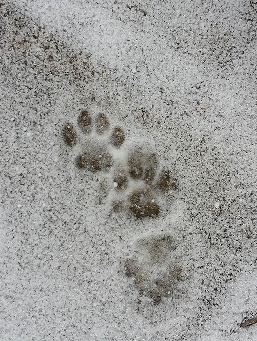 cat paw prints in snow