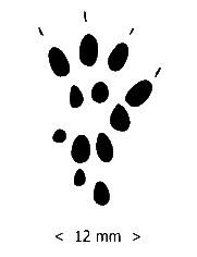 long tailed mouse paw print silhouette