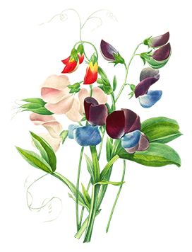 pea flower clipart