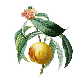 peach and peach flower clipart