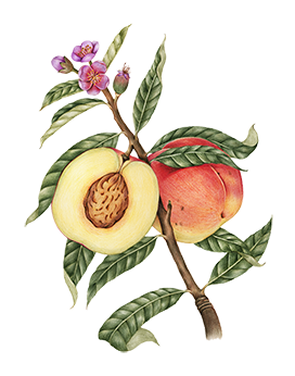 peach flower sliced peach clipart