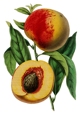 peach fruit vintage clipart