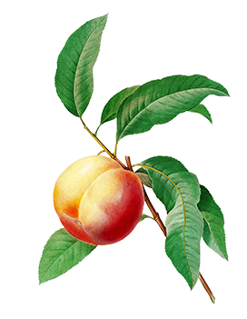 peach on branch clipart