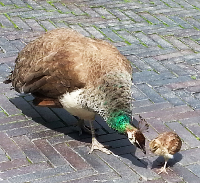 peacock female and chick