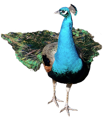 animal graphics peacock
