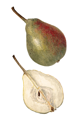 pear and pear cut in half clipart